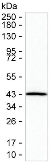 GMPR2 Mouse Monoclonal Antibody - Size: 100µl