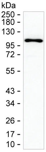 PSMD1 Mouse Monoclonal Antibody - Size: 50µl