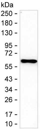 SERPINC1 Mouse Monoclonal Antibody - Size: 100µl