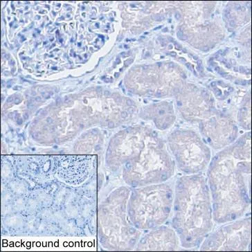RGS18 Mouse Monoclonal Antibody - Size: 100µl
