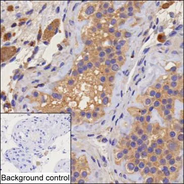 GOLGA3 Mouse Monoclonal Antibody - Size: 100µl
