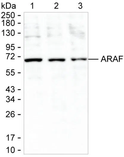 ARAF Mouse Monoclonal Antibody - Size: 100µl