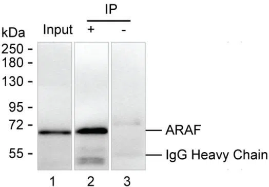ARAF Mouse Monoclonal Antibody - Size: 50µl