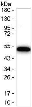 GDNF Mouse Monoclonal Antibody - Size: 50µl