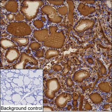 TG Mouse Monoclonal Antibody - Size: 50µl