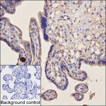 PGF Mouse Monoclonal Antibody - Size: 100µl