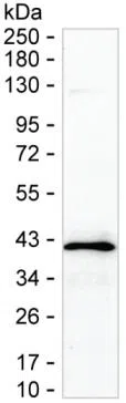 STX17 Mouse Monoclonal Antibody - Size: 50µl