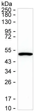 TRIM21 Mouse Monoclonal Antibody - Size: 100µl