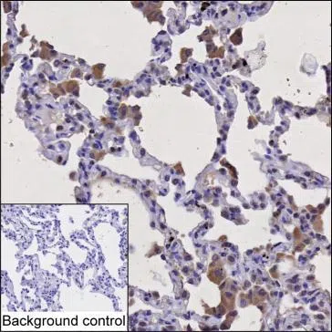 PLCB2 Mouse Monoclonal Antibody - Size: 100µl