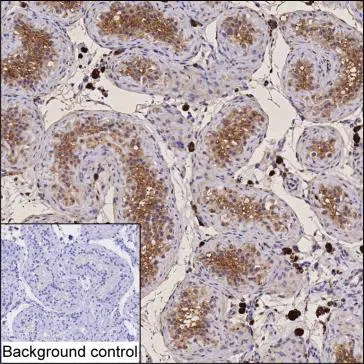 VMP1 Mouse Monoclonal Antibody - Size: 100µl