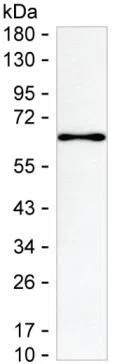 HNRNPK Mouse Monoclonal Antibody - Size: 50µl
