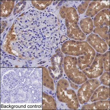 GIPC2 Mouse Monoclonal Antibody - Size: 100µl