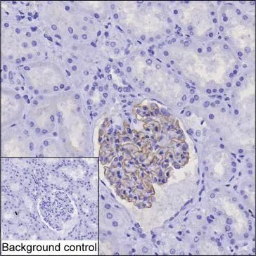 NPHS2 Mouse Monoclonal Antibody - Size: 100µl