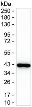 DNAJB1 Mouse Monoclonal Antibody - Size: 100µl