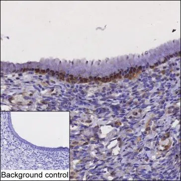 RPAIN Mouse Monoclonal Antibody - Size: 100µl