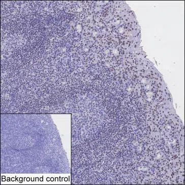 CLSPN Mouse Monoclonal Antibody - Size: 50µl