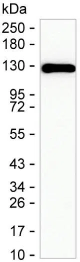 PPP1R9B Mouse Monoclonal Antibody - Size: 100µl
