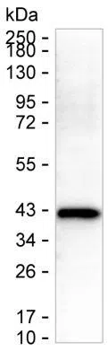 ECI2 Mouse Monoclonal Antibody - Size: 100µl