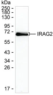 IRAG2 Mouse Monoclonal Antibody - Size: 100µl
