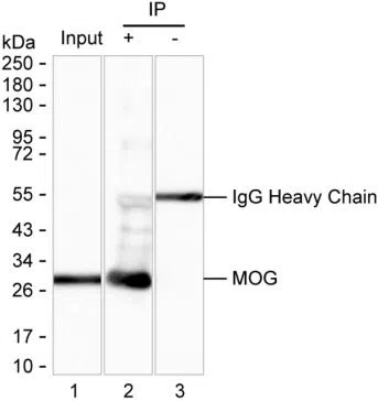 MOG Mouse Monoclonal Antibody - Size: 100µl