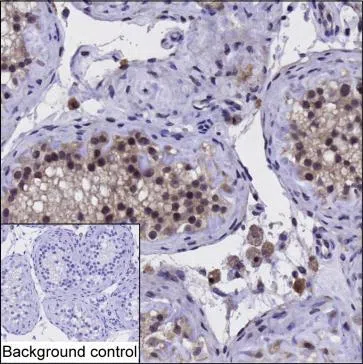 SAP18 Mouse Monoclonal Antibody - Size: 100µl