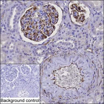 OLR1 Mouse Monoclonal Antibody - Size: 100µl