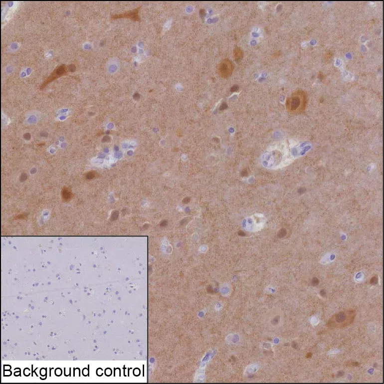 HOMER1 Recombinant Mouse Monoclonal Antibody - Size: 100µl