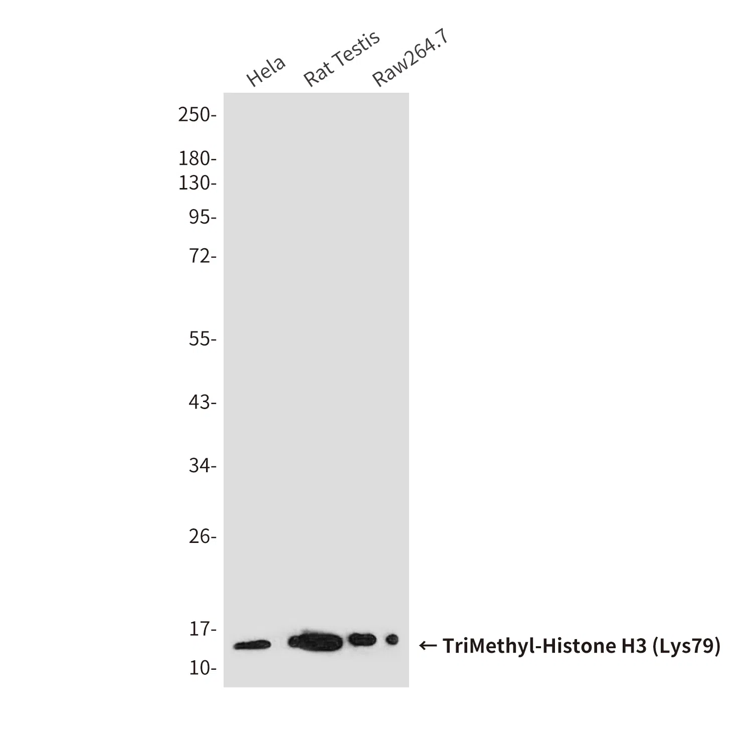 TriMethyl-Histone H3 (Lys79) Mouse Monoclonal Antibody - Size: 100µl