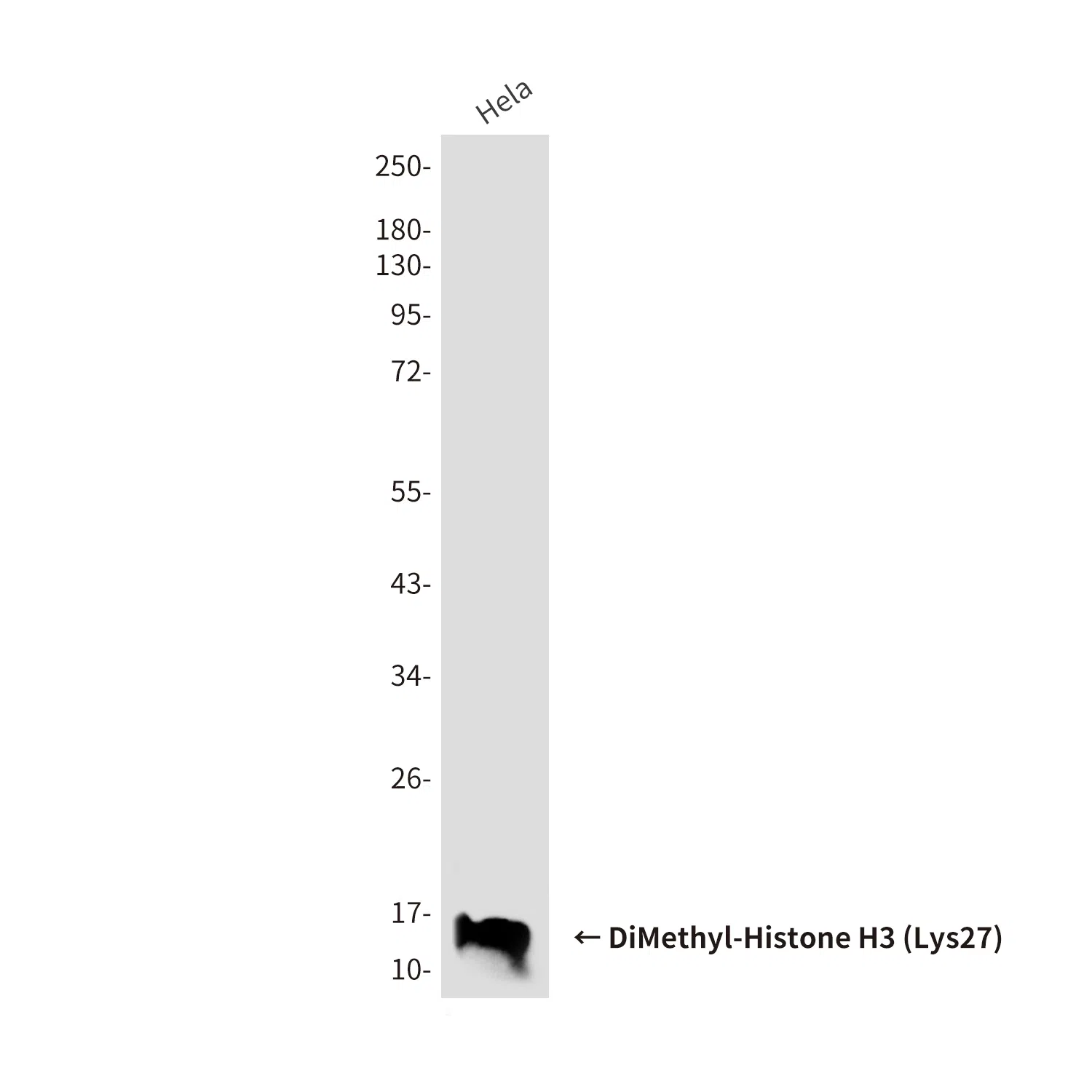 DiMethyl-Histone H3 (Lys27) Mouse Monoclonal Antibody - Size: 100µl