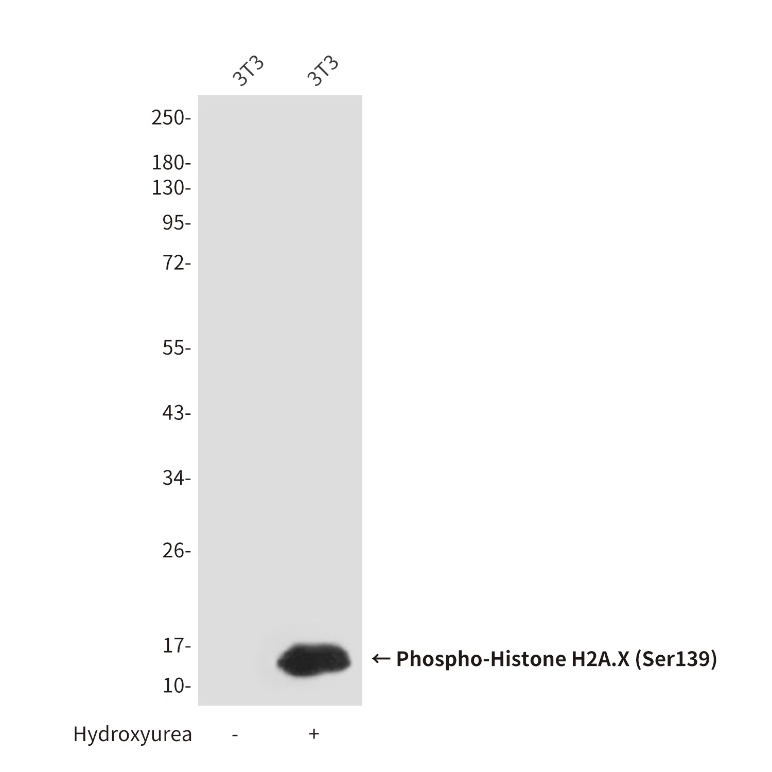 Phospho-Histone H2A.X (Ser139) Mouse Monoclonal Antibody - Size: 100µl