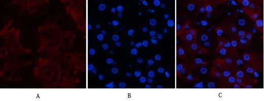 CD23 Mouse Monoclonal Antibody - Size: 100µl