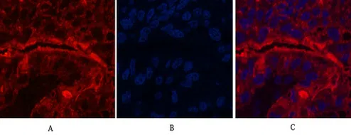 CD15 Mouse Monoclonal Antibody - Size: 50µl