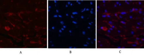 CD1a Mouse Monoclonal Antibody - Size: 50µl