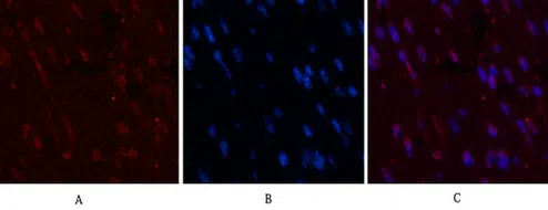 CD5 Mouse Monoclonal Antibody - Size: 100µl