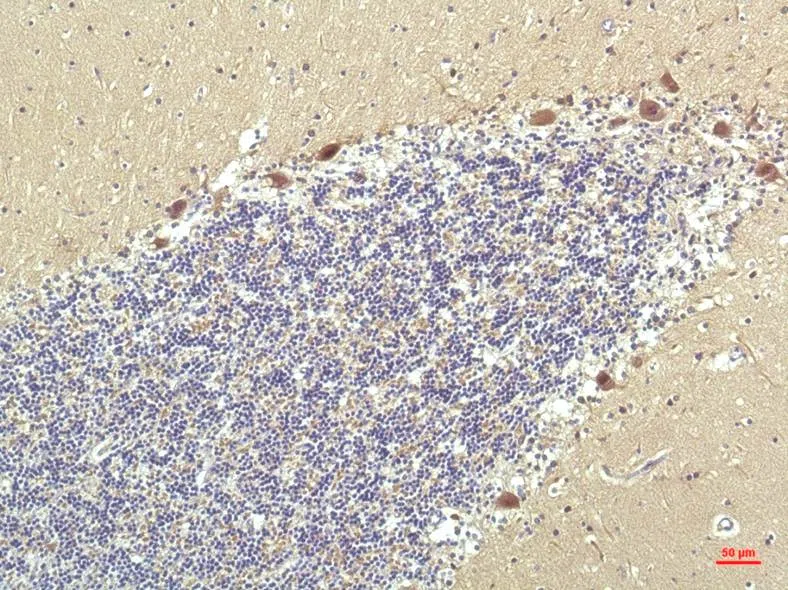 PPAR delta Mouse Monoclonal Antibody - Size: 50µl