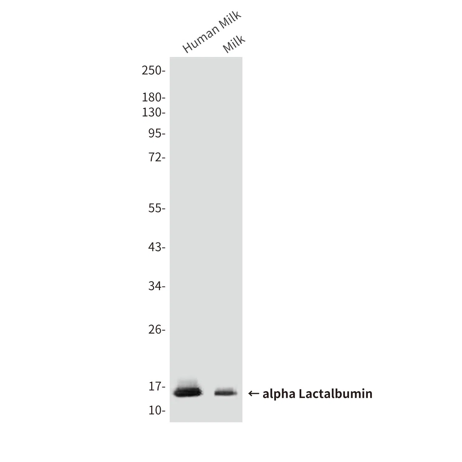 alpha Lactalbumin Mouse Monoclonal Antibody - Size: 100µl