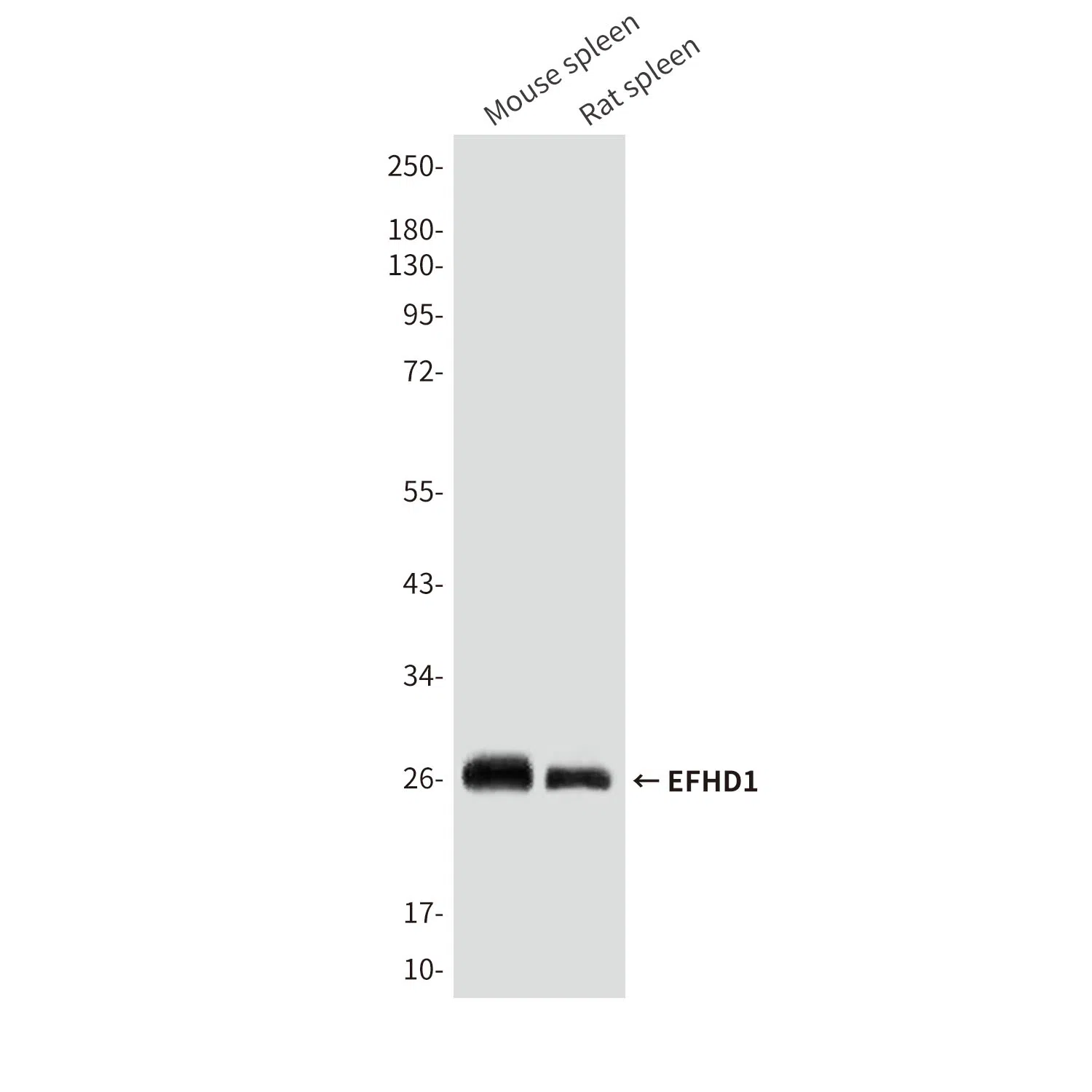 EFHD1 Mouse Monoclonal Antibody - Size: 100µl