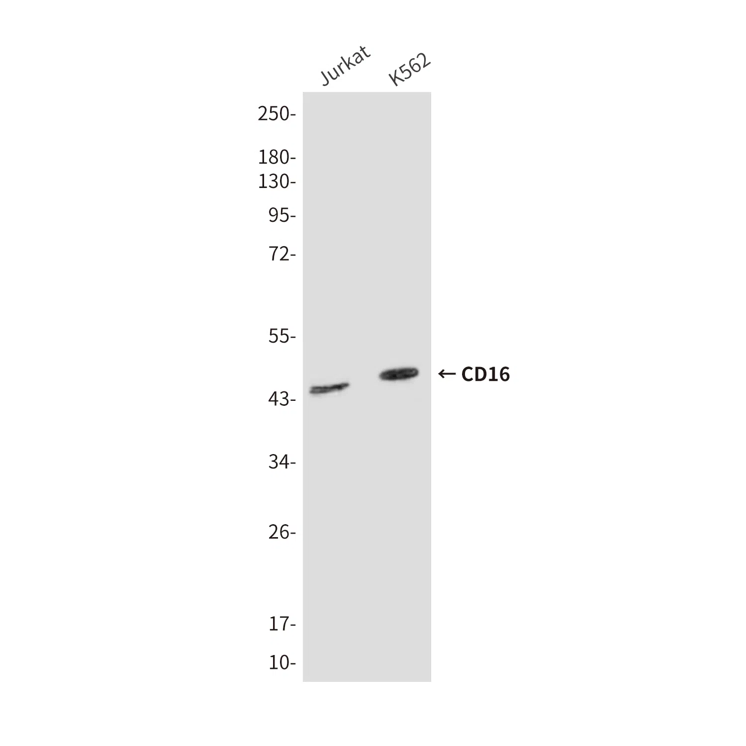 CD16 Mouse Monoclonal Antibody - Size: 100µl