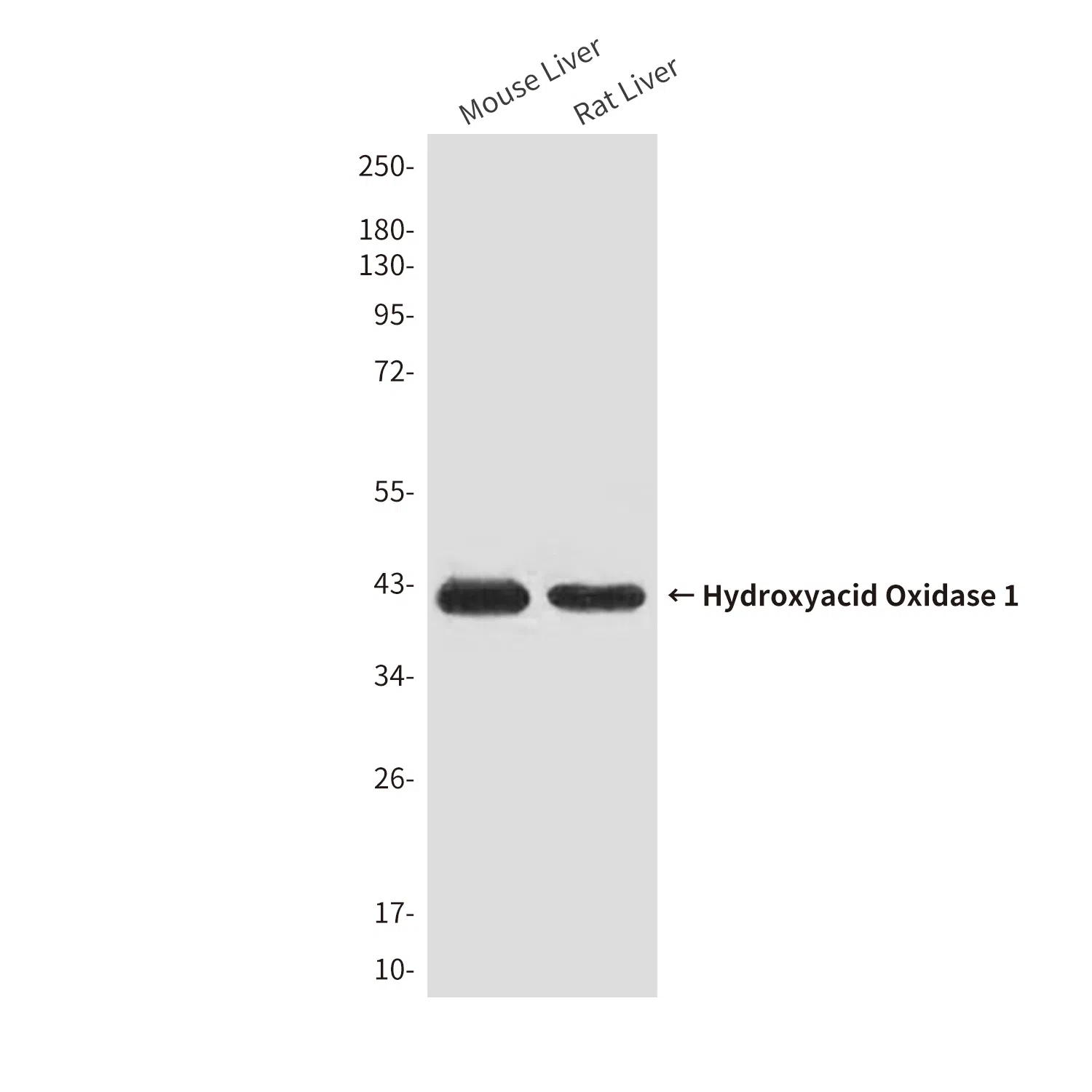 Hydroxyacid Oxidase 1 Mouse Monoclonal Antibody - Size: 50µl