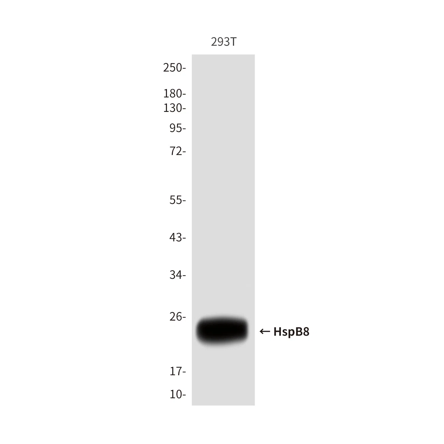 HspB8 Mouse Monoclonal Antibody - Size: 100µl