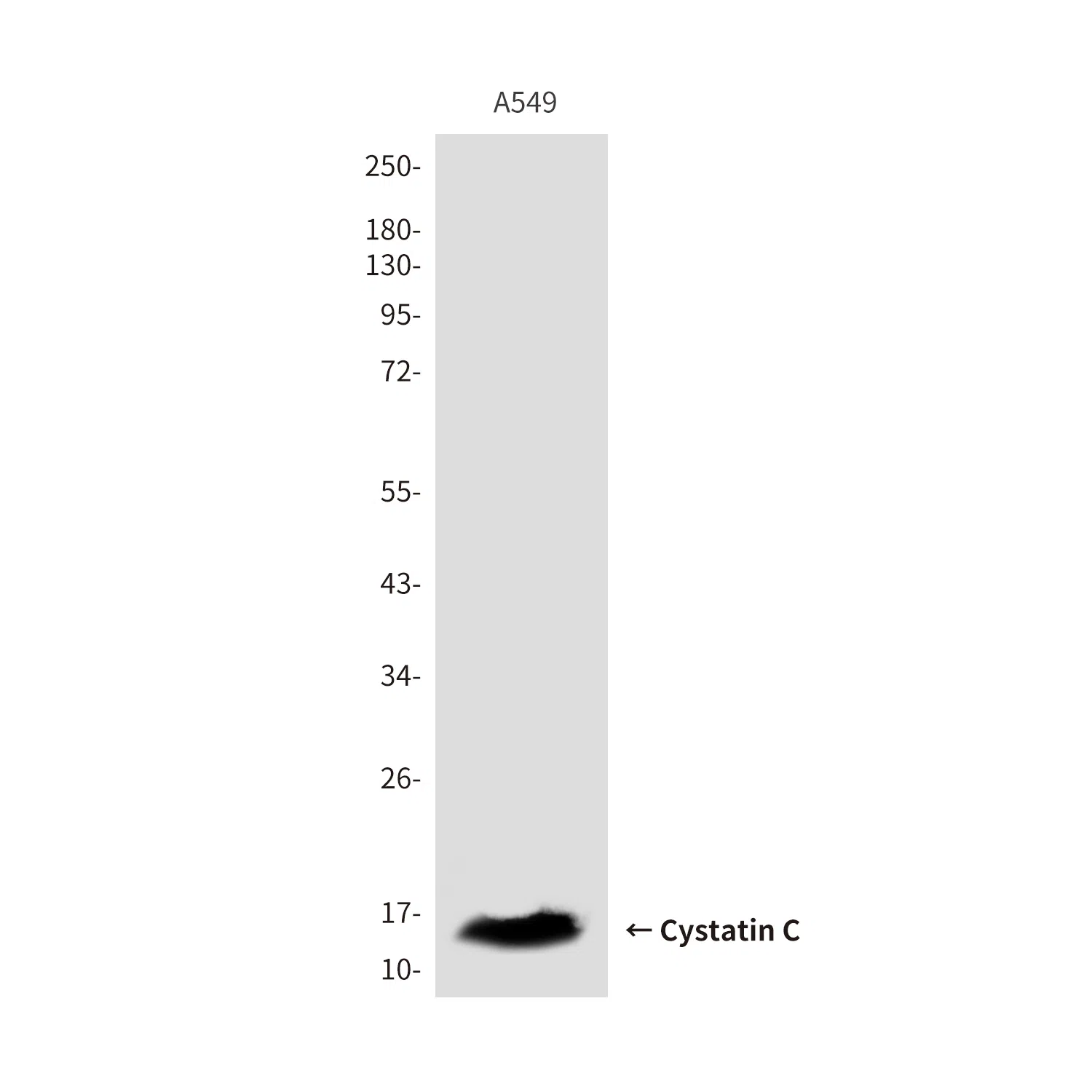 Cystatin C Mouse Monoclonal Antibody - Size: 100µl