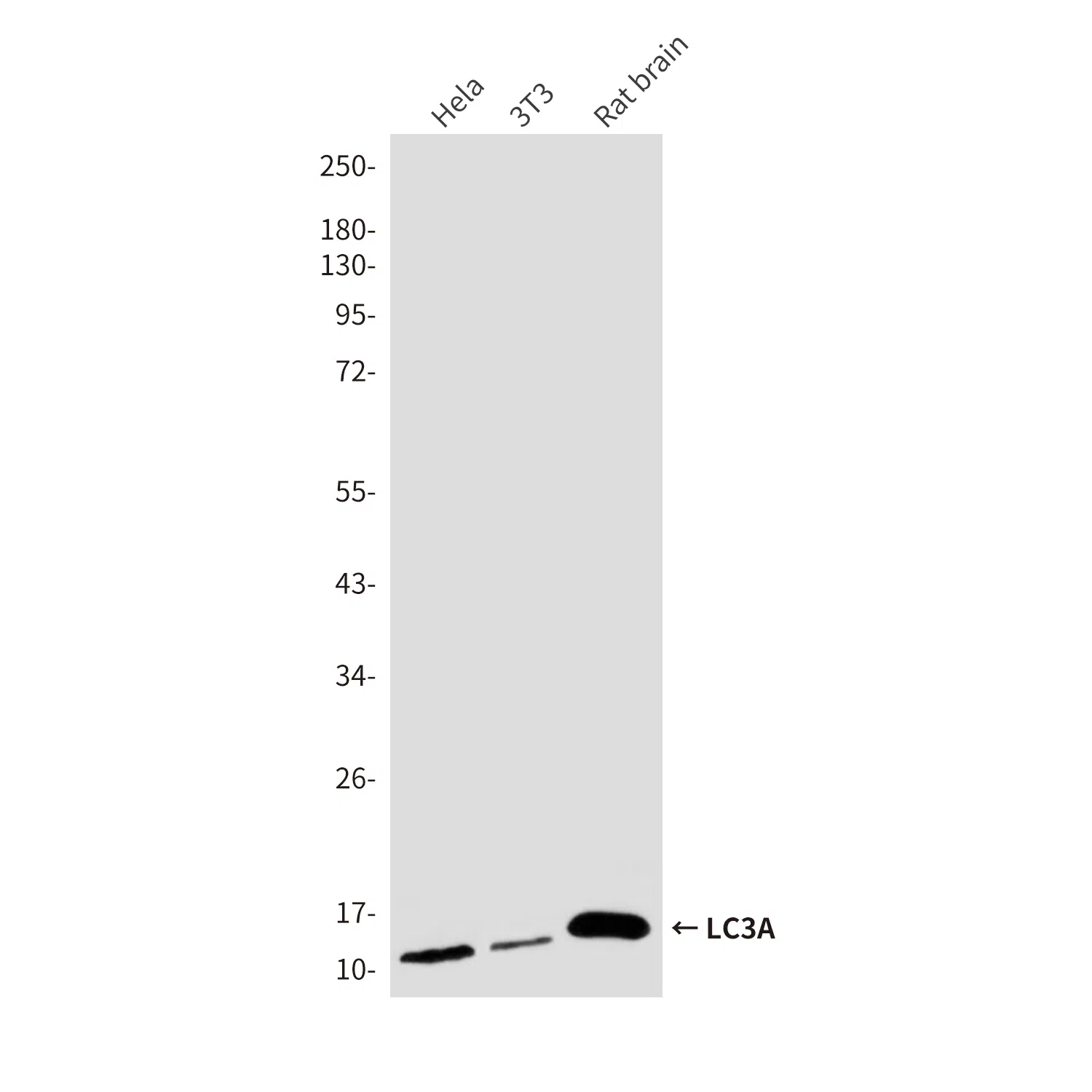 LC3A Mouse Monoclonal Antibody - Size: 50µl