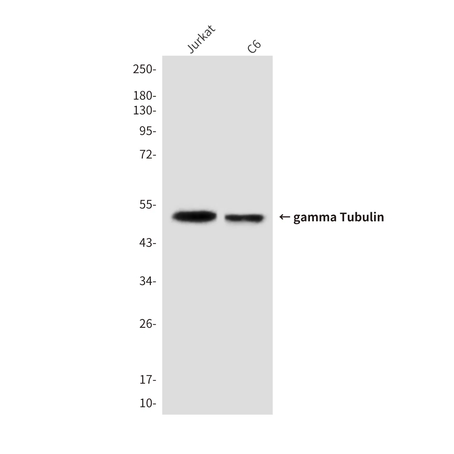 gamma Tubulin Mouse Monoclonal Antibody - Size: 50µl