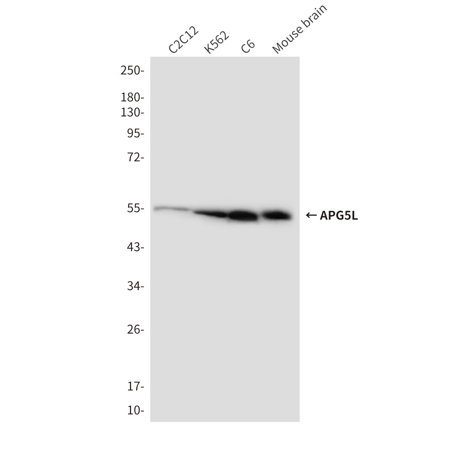 APG5L Mouse Monoclonal Antibody - Size: 100µl