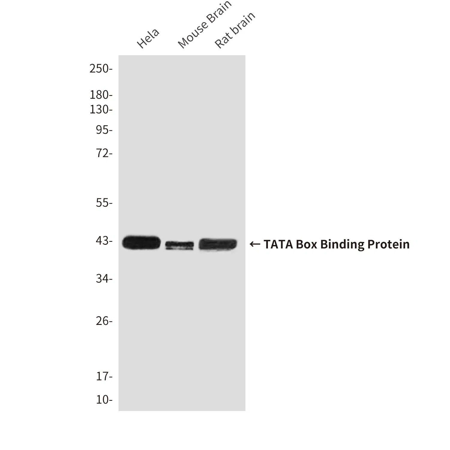 TATA Box Binding Protein Mouse Monoclonal Antibody - Size: 100µl