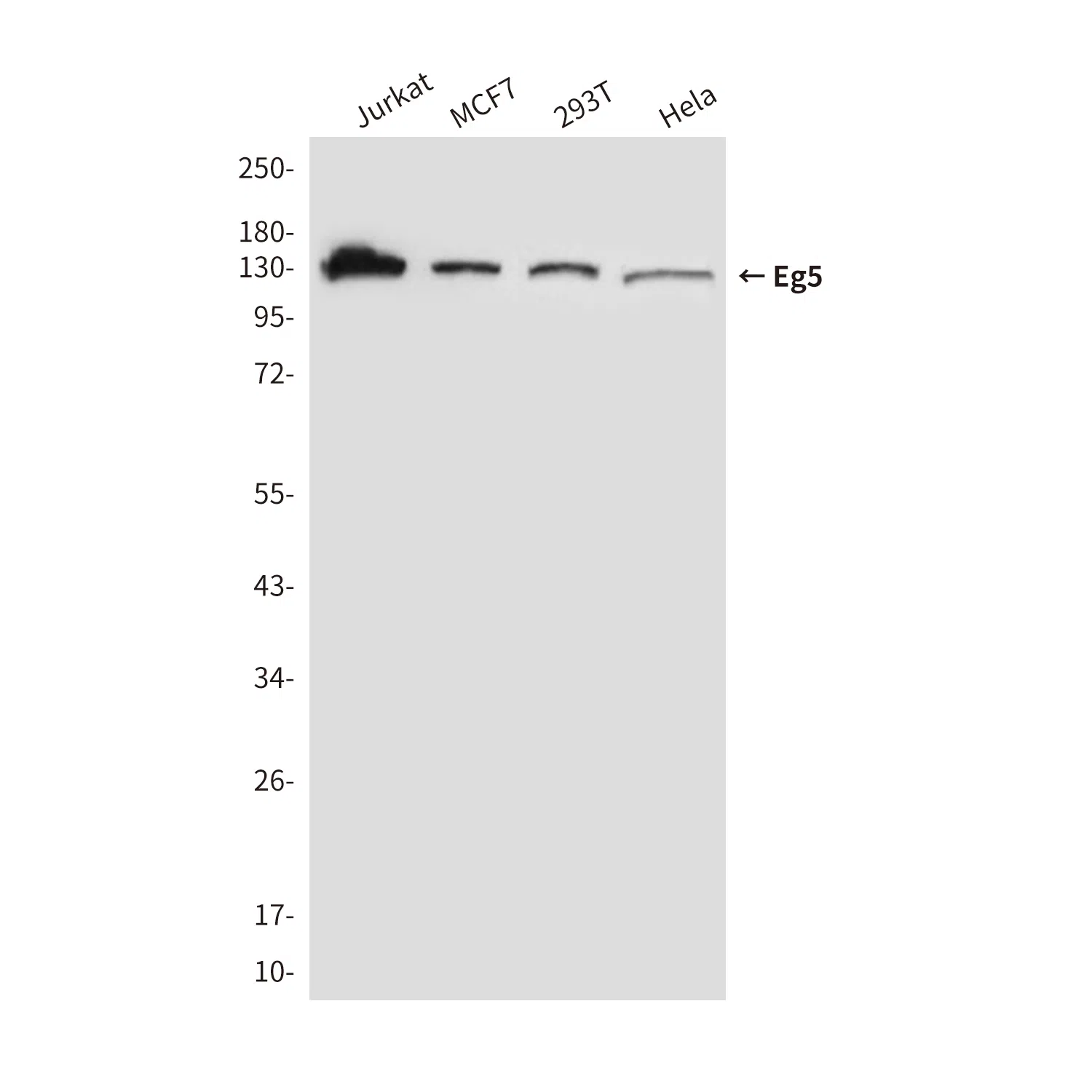 Eg5 Mouse Monoclonal Antibody - Size: 50µl