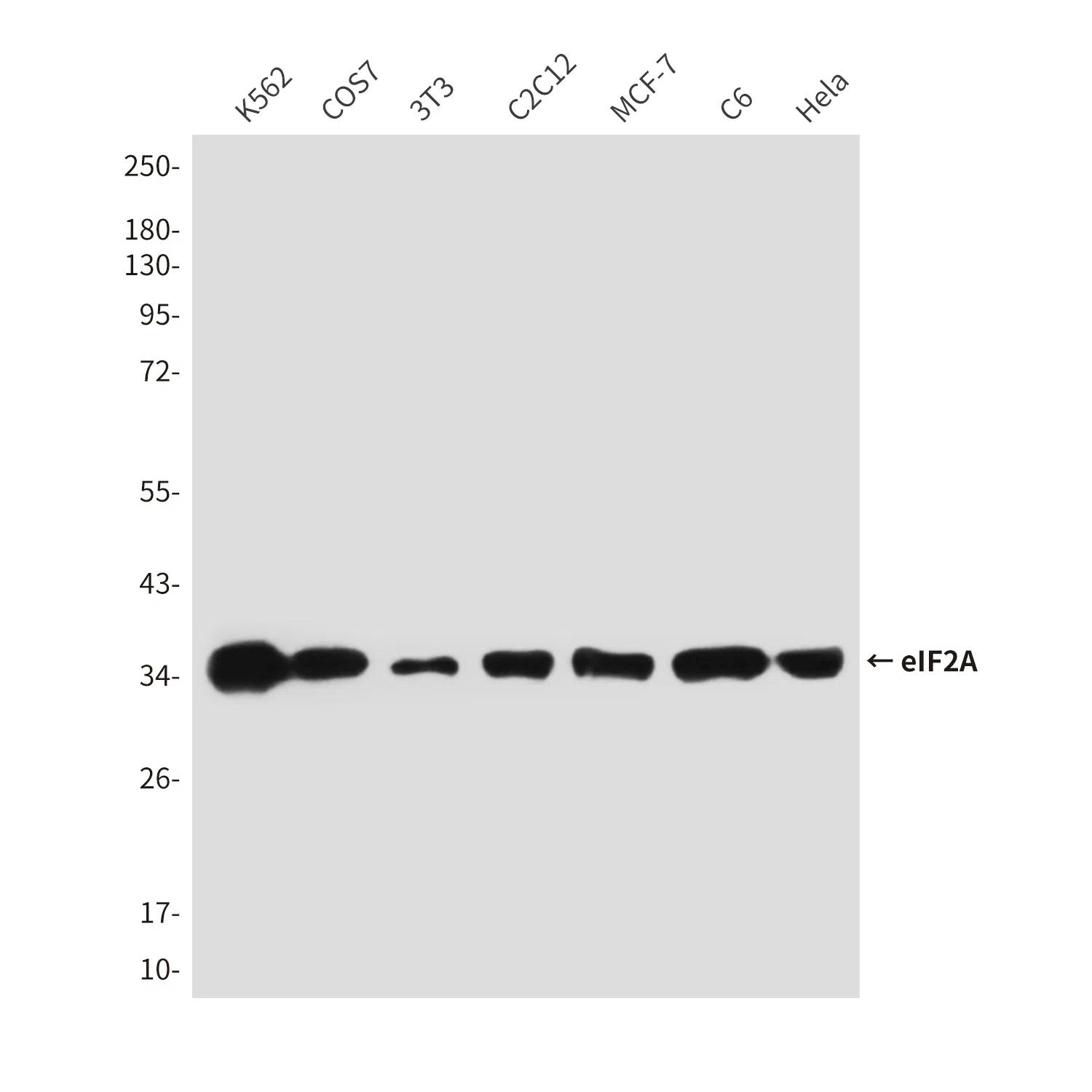 eIF2A Mouse Monoclonal Antibody - Size: 100µl