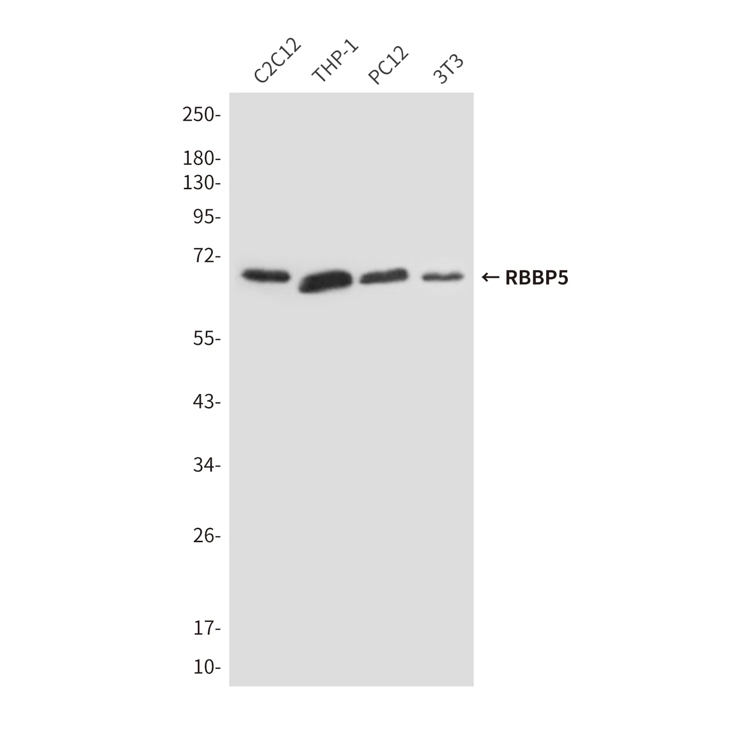 RBBP5 Mouse Monoclonal Antibody - Size: 50µl