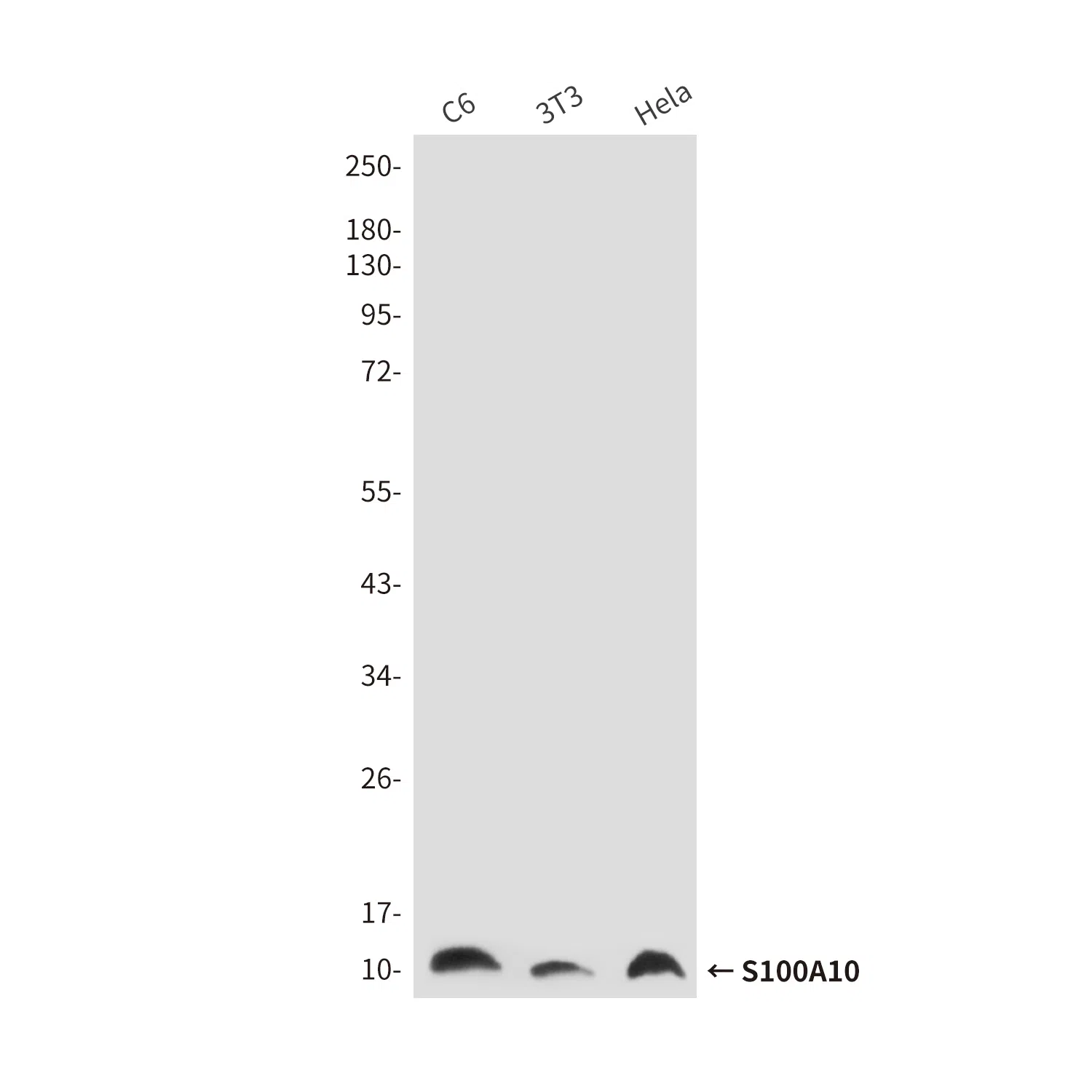 S100A10 Mouse Monoclonal Antibody - Size: 100µl
