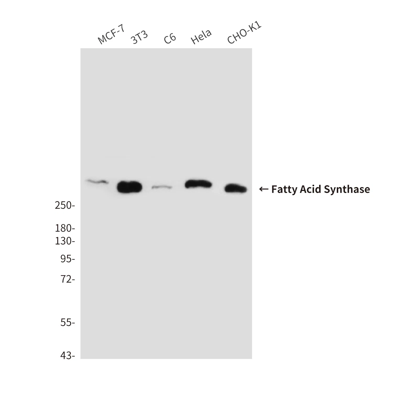 Fatty Acid Synthase Mouse Monoclonal Antibody - Size: 100µl